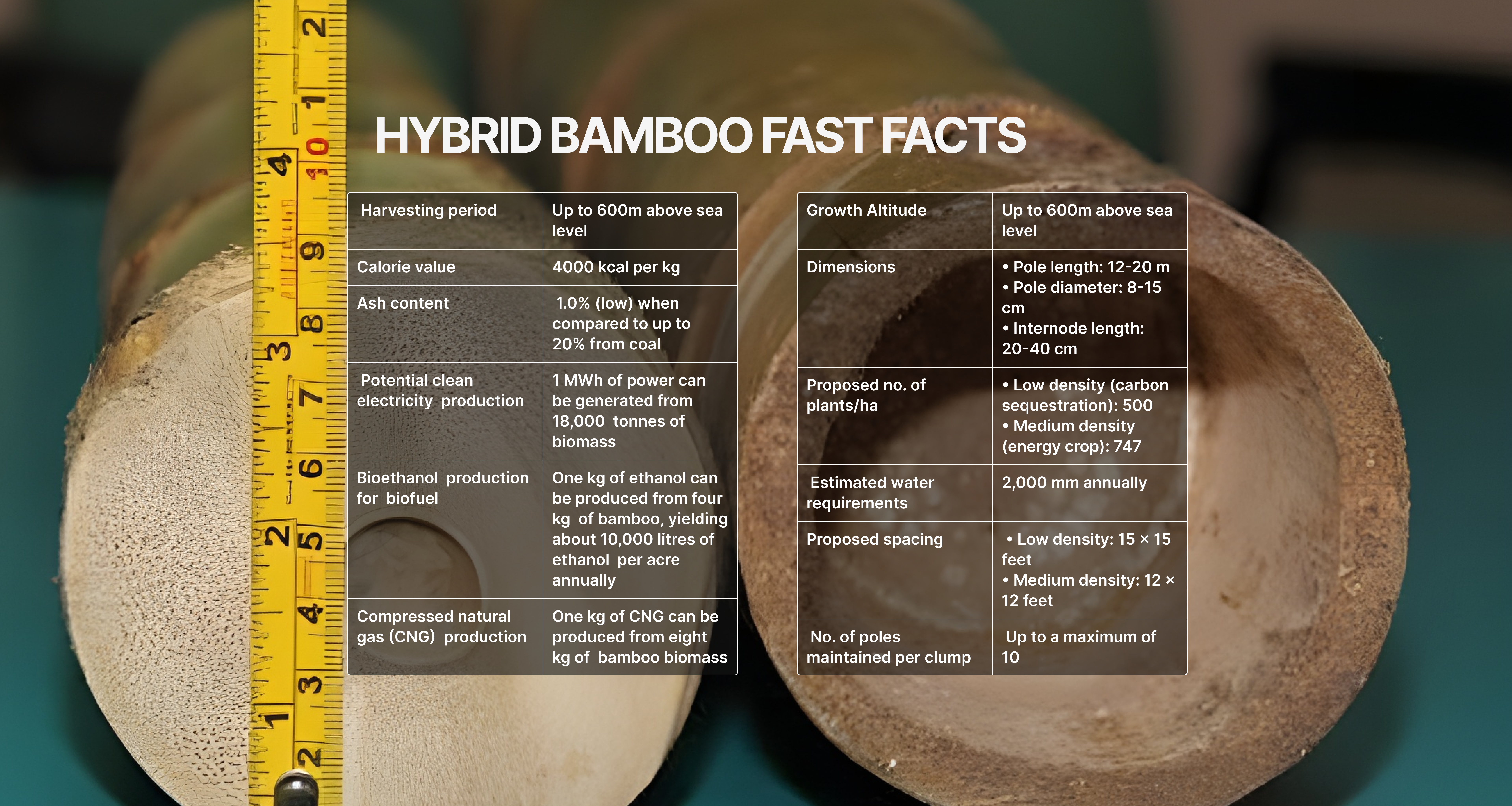 hybrid-bamboo-hero